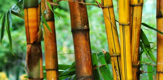 15 ideas de manualidades con bambú | ¡La planta de los mil usos! Ideas de manualidades con bambú