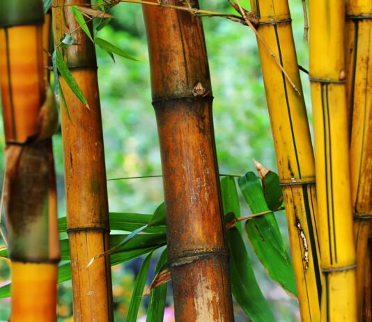 15 ideas de manualidades con bambú | ¡La planta de los mil usos! Ideas de manualidades con bambú