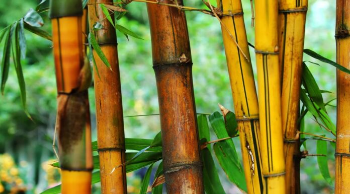 15 ideas de manualidades con bambú | ¡La planta de los mil usos! Ideas de manualidades con bambú