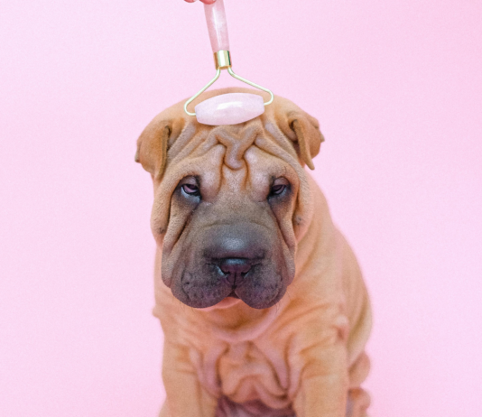 Idea de negocio spa para perros | ¡Bienestar para los peluditos! Idea de negocio spa para perros