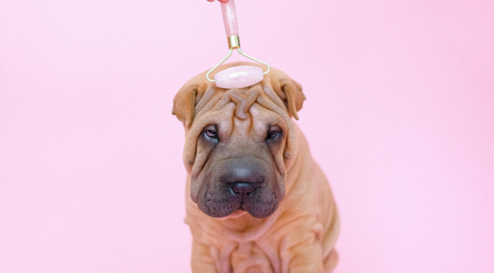 Idea de negocio spa para perros | ¡Bienestar para los peluditos! Idea de negocio spa para perros