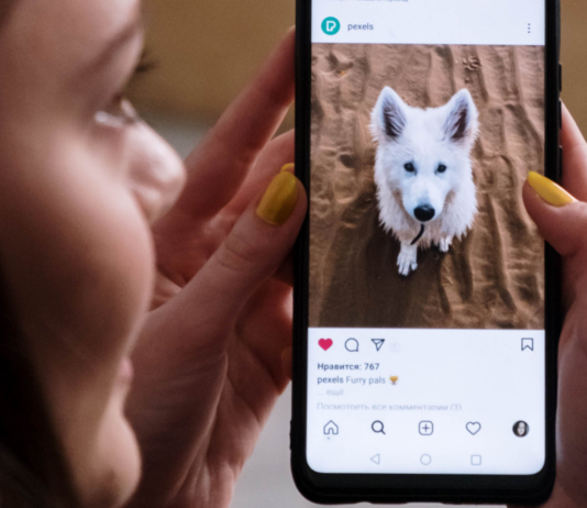 Puedes ganar dinero siendo influencer pet | Descubre cómo hacerlo Perro influencer pet