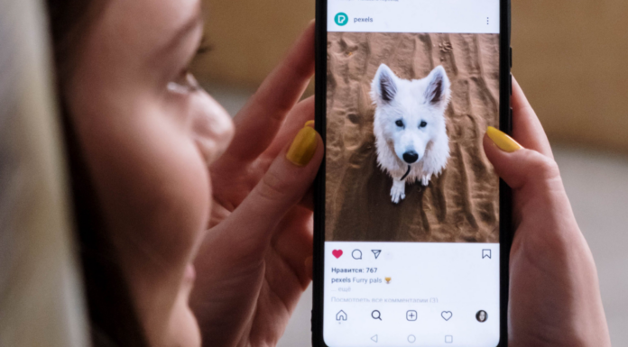 Puedes ganar dinero siendo influencer pet | Descubre cómo hacerlo Perro influencer pet