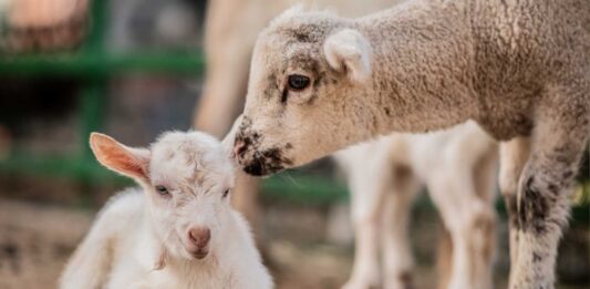 10 ideas de animales rentables para criar y vender | Guía rápida Iniciar negocio de animales rentables para criar y vender