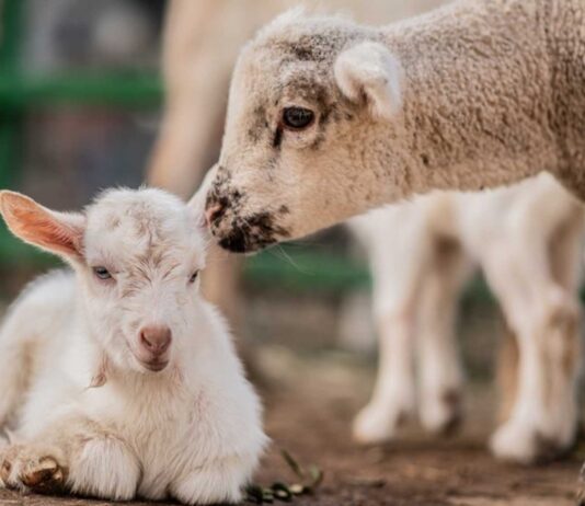 10 ideas de animales rentables para criar y vender | Guía rápida Iniciar negocio de animales rentables para criar y vender