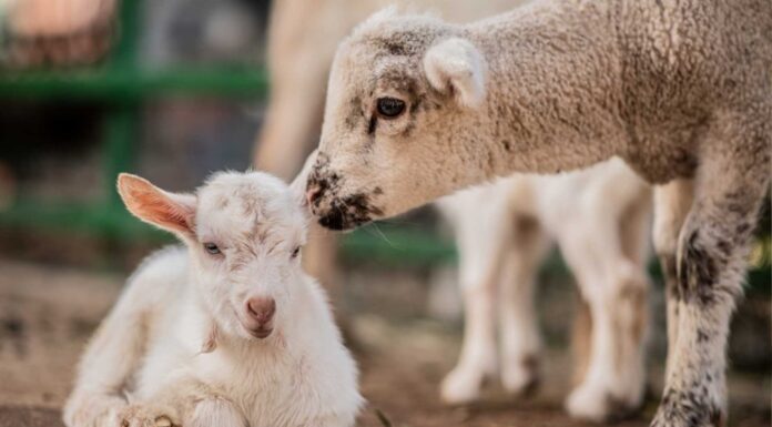 10 ideas de animales rentables para criar y vender | Guía rápida Iniciar negocio de animales rentables para criar y vender