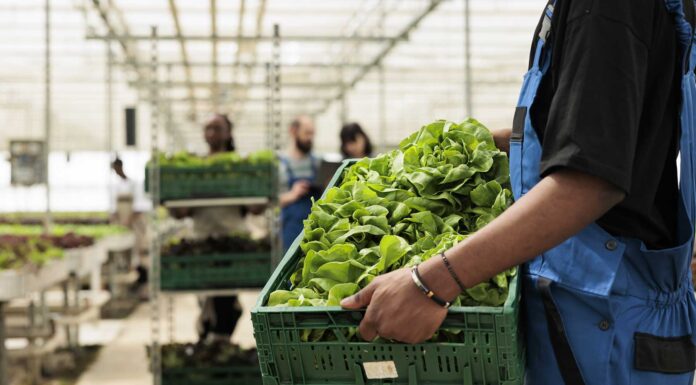 Cómo un software ERP para el sector agroalimentario puede transformar tu empresa erp-agroalimentario